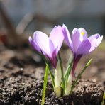 Krokus (Crocus vernus) ´VANGUARD´ - 2-3 cibuľky v kvetináči, kont. P11